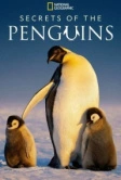 Secrets of the Penguins (2025)
